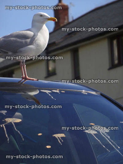 Stock image of European herring hull, seagull bird-droppings on car windscreen