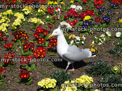 Stock image of Herring gull / seagull standing in primrose flower bed