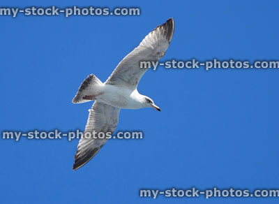 Stock image of Herring gull / isolated seagull flying in blue sky