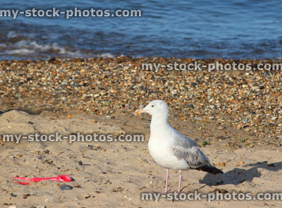 Stock image of herring gull scavenging on seaside beach with red plastic spade