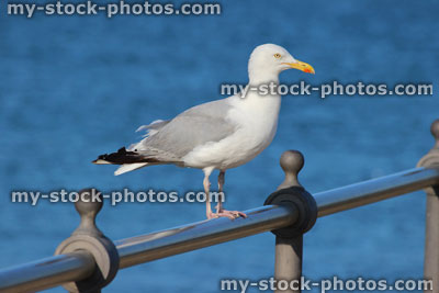 Stock image of herring gull / seagull perched on seaside railings by beach