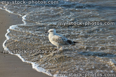 Stock image of baby Herring gull / seagull swimming, seaside beach / sea waves, sand