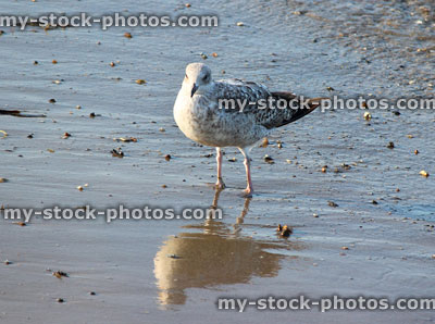 Stock image of baby Herring gull / seagull swimming, seaside beach / sea waves, sand