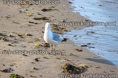 Stock image of adult Herring gull / seagull swimming standing on seaside beach, sand