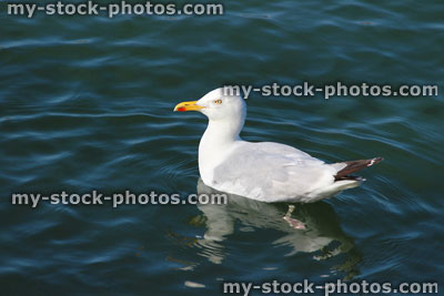 Stock image of herring gull / seagull swimming in sea water, by seaside beach
