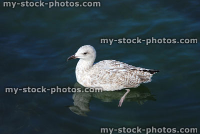 Stock image of baby Herring gull / seagull swimming in sea water, seaside beach