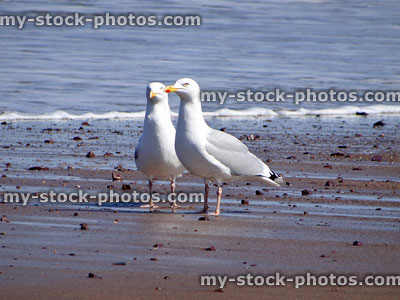 Stock image of pair of white herring gulls / seagulls on beach