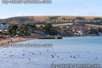 Stock image of view of Swanage beach / coastline, English seaside town, sea, holiday homes