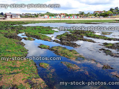 Stock image of rockpools with blue sea, slippery seaweed rocks by beach