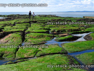 Stock image of seaweed covered rocks and rockpools at seaside beach