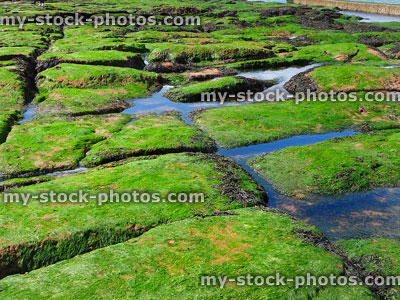 Stock image of seaside rockpools with rocks covered in green seaweed