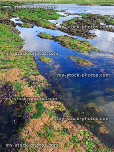 Stock image of seaside view with beach rockpools, seaweed, blue sea