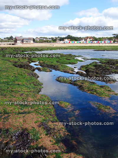 Stock image of seaside scenery with beach huts, rockpools, seaweed, sand
