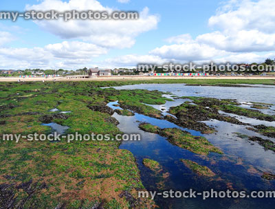 Stock image of Exmouth beach with rockpools, seaweed, sand, blue sea