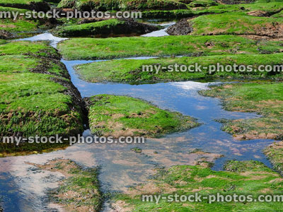 Stock image of seaside rockpools with slippery rocks covered in seaweed