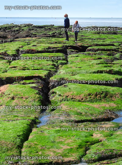 Stock image of children exploring rockpools at beach, rocks with seaweed