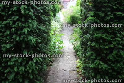 Stock image of English yew hedge (taxus baccata), pathway to secret garden