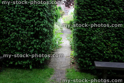 Stock image of English yew hedge (taxus baccata), pathway to secret garden