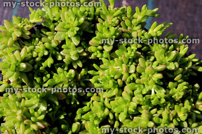 Stock image of stonecrop (Sedum) Alpine plant (close up)