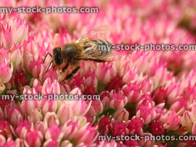Stock image of honey bee feeding, pollen, pink sedum flowers, Hylotelephium spectabile, stonecrop, ice plant