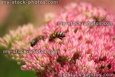 Stock image of honey bee feeding, pollen, pink sedum flowers, Hylotelephium spectabile, stonecrop, ice plant