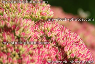 Stock image of pink sedum spectabile flowers, flowering Hylotelephium spectabile, stonecrop, ice plant