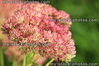 Stock image of pink sedum spectabile flowers, flowering Hylotelephium spectabile, stonecrop, ice plant