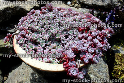 Stock image of flower pot filled with silver sedum 'Cape Blanco' Alpine plant