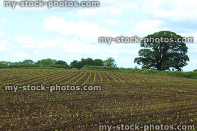 Stock image of seedling crop in farm field growing in lines