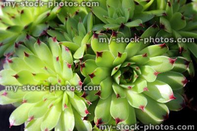 Stock image of Houseleek (Sempervivum) Alpine plant (close up)