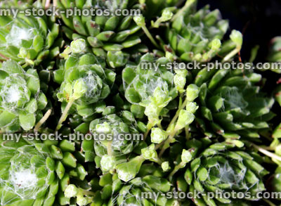 Stock image of cobweb houseleek (Sempervivum arachnoideum) (close up)