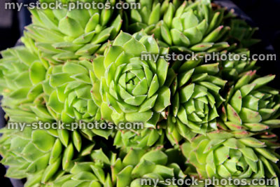 Stock image of Houseleek (Sempervivum) Alpine plant (close up)