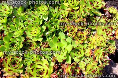 Stock image of clump of houseleek plants (sempervivum) growing in rock garden / rockery