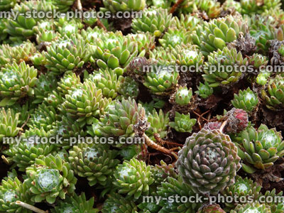 Stock image of small green sempervivum plants growing in pot (houseleeks)
