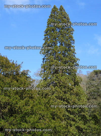 Stock image of tall coast redwood tree in park (sequoia sempervirens)