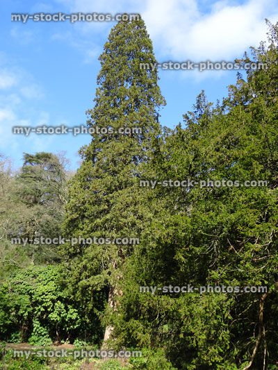 Stock image of coast redwood tree (sequoia sempervirens), narrow evergreen conifer