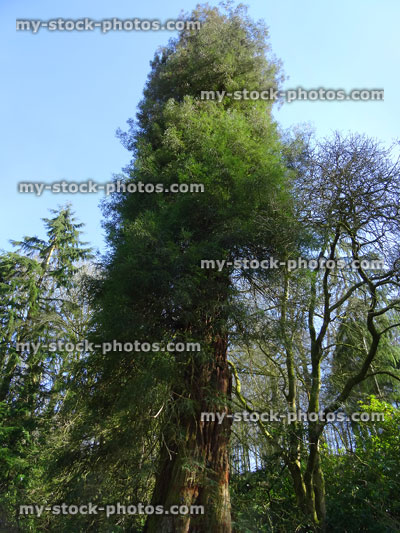 Stock image of old California redwood tree (sequoia sempervirens), tall trunk