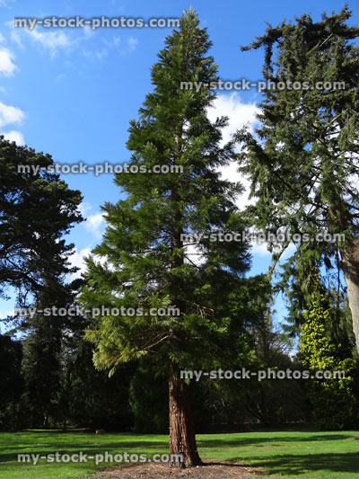 Stock image of tall sequoia redwood tree (wellingtonia / sequoiadendron-giganteum) in park