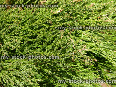Stock image of evergreen foliage / leaves on coastal redwood tree (sequoia sempervirens)