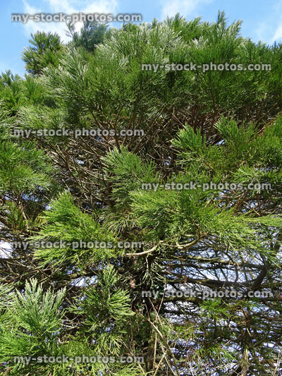 Stock image of young coastal redwood tree (Sequoioideae, Latin: sequoia sempervirens)