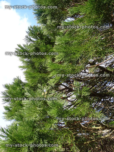 Stock image of green redwood branches close up, young tree (sequoia sempervirens)