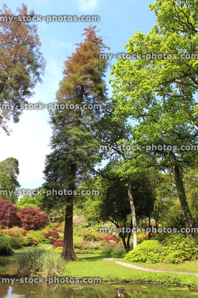 Stock image of tall sequoia tree / Wellingtonia growing in gardens, by pond