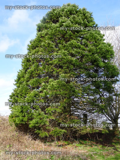 Stock image of short, young sequoia tree (coastal redwood), vigorous growth