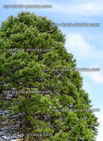 Stock image of sequoia branches on young coastal California redwood tree