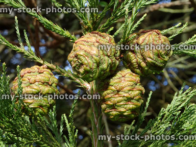 Stock image of seed cones / scale foliage on redwood tree (sequoia sempervirens)