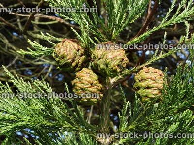 Stock image of green seed cones ripening on redwood tree (sequoia sempervirens)