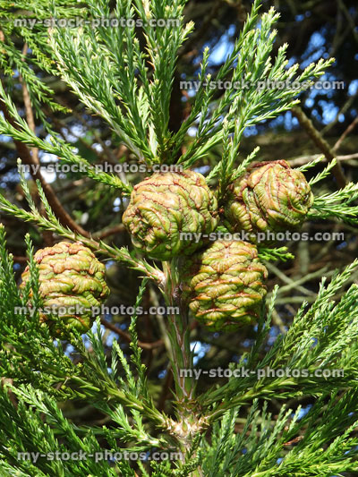 Stock image of green seed cones on redwood tree (sequoia sempervirens)