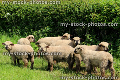 Stock image of group of Valaisian black nosed sheep in farm field