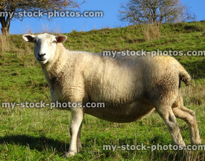 Stock image of Welsh Mountain sheep / white lambs, green field / hill, blue sky