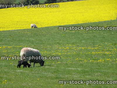 Stock image of mother sheep with black newborn lamb in field